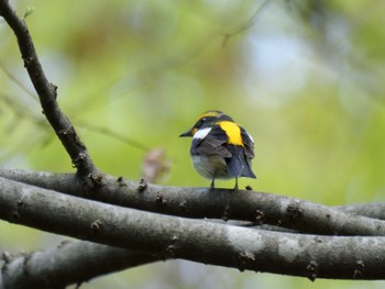 Narcissus Flycatcher 秩父 Thu, 4/25/2024