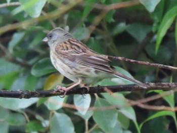 Black-faced Bunting Mishima Island Mon, 4/29/2024