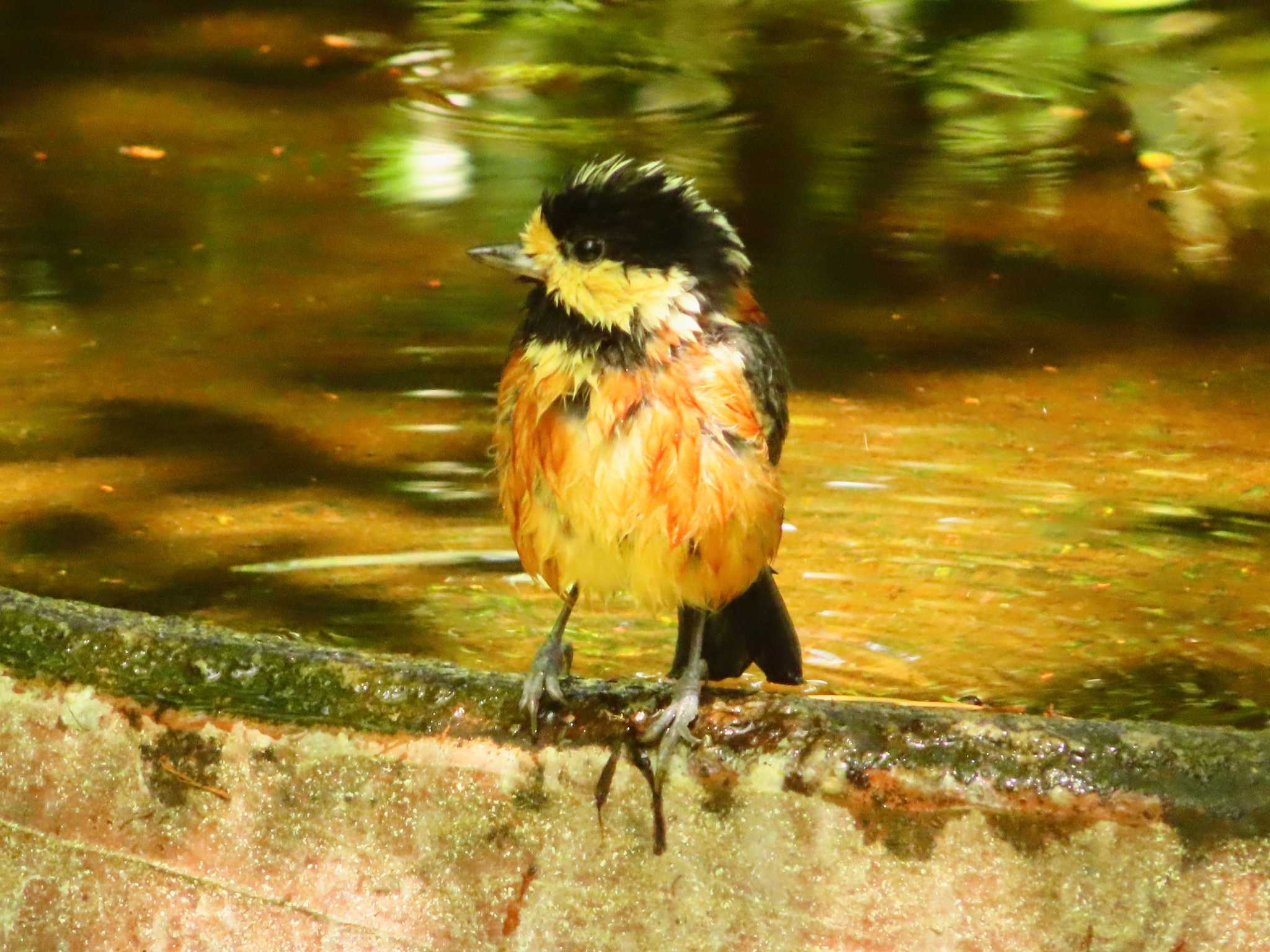 Varied Tit