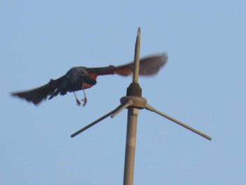 Blue Rock Thrush 佐渡島 街中のホテルの窓から Sat, 5/4/2024