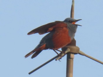 Blue Rock Thrush 佐渡島 街中のホテルの窓から Sat, 5/4/2024