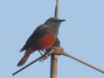 Blue Rock Thrush 佐渡島 街中のホテルの窓から Sat, 5/4/2024