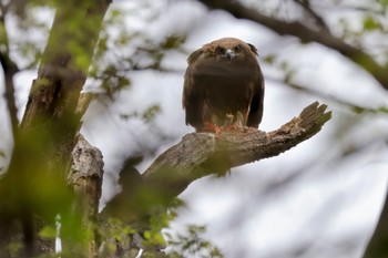 Black Kite 多摩川 Thu, 4/18/2024