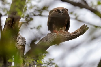 Black Kite 多摩川 Thu, 4/18/2024