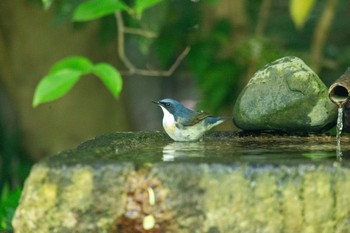 Siberian Blue Robin Kyoto Gyoen Fri, 5/3/2024