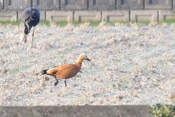 Ruddy Shelduck