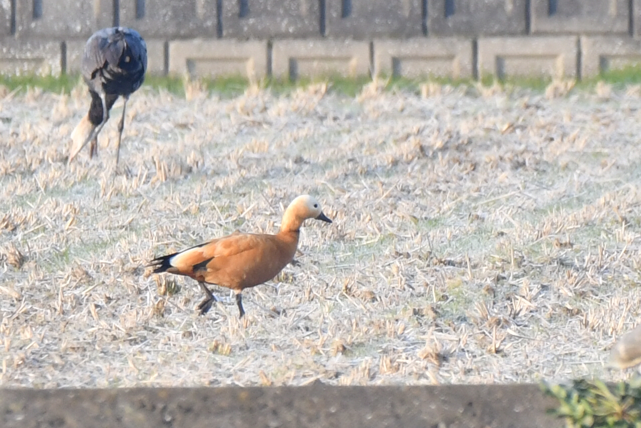 Photo of Ruddy Shelduck at  by 倶利伽羅