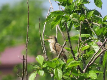 Oriental Reed Warbler Watarase Yusuichi (Wetland) Fri, 5/3/2024