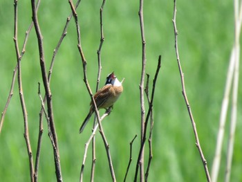 Meadow Bunting Watarase Yusuichi (Wetland) Fri, 5/3/2024