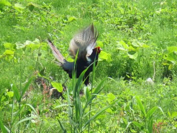 Green Pheasant Watarase Yusuichi (Wetland) Fri, 5/3/2024