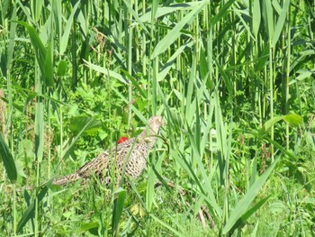 Green Pheasant Watarase Yusuichi (Wetland) Fri, 5/3/2024