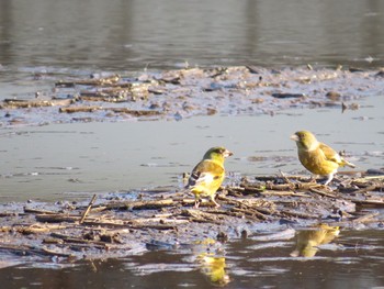 Grey-capped Greenfinch Watarase Yusuichi (Wetland) Fri, 5/3/2024