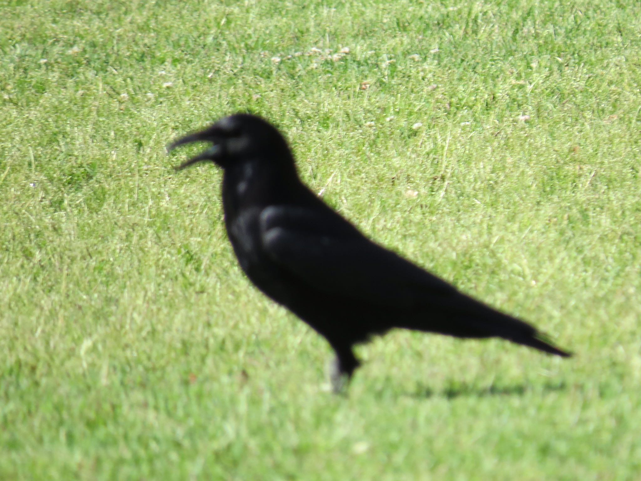 Photo of Carrion Crow at Watarase Yusuichi (Wetland) by Haruki🦜