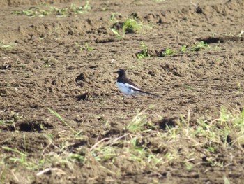 Japanese Wagtail Watarase Yusuichi (Wetland) Fri, 5/3/2024