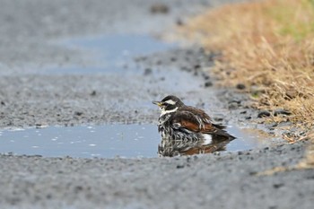 Dusky Thrush 平塚市 Mon, 2/19/2024