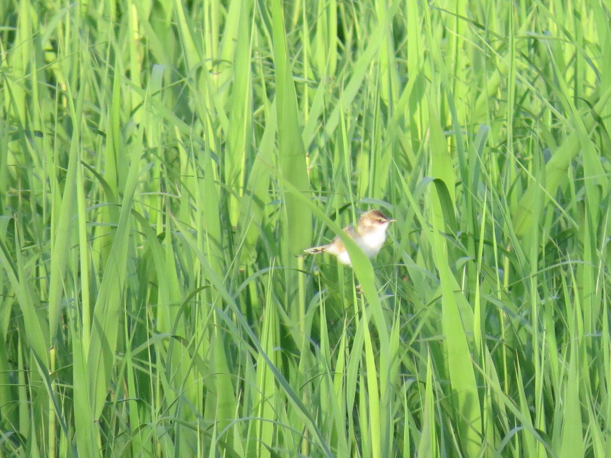 Photo of Zitting Cisticola at Watarase Yusuichi (Wetland) by Haruki🦜