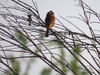 Meadow Bunting Watarase Yusuichi (Wetland) Fri, 5/3/2024