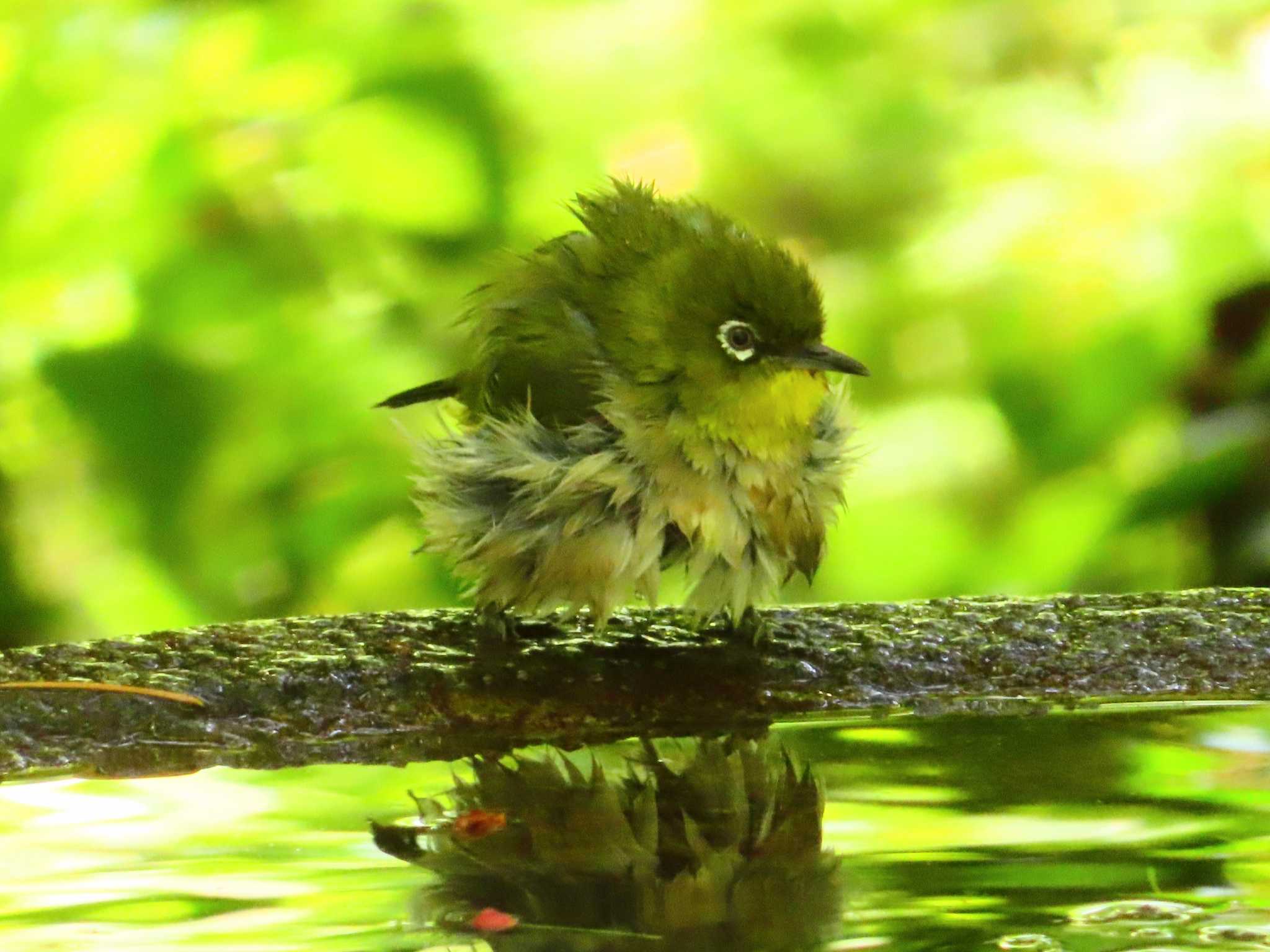 Warbling White-eye