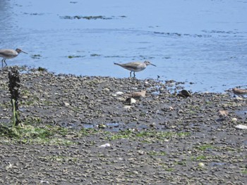 Grey-tailed Tattler Yatsu-higata Fri, 5/3/2024