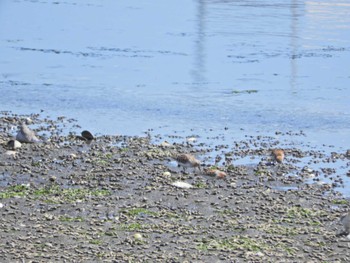 Red-necked Stint Yatsu-higata Fri, 5/3/2024