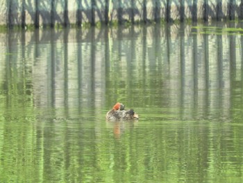 Little Grebe Yatsu-higata Fri, 5/3/2024