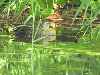 Eastern Spot-billed Duck Yatsu-higata Fri, 5/3/2024