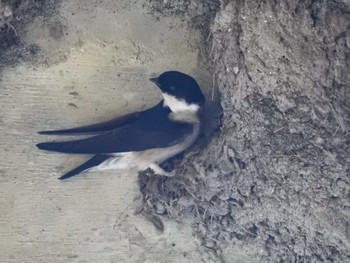 Asian House Martin 岐阜県中津川市 Fri, 5/3/2024