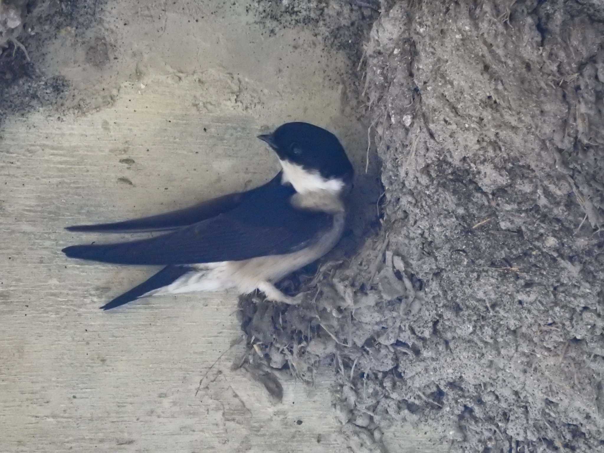 Photo of Asian House Martin at 岐阜県中津川市 by どらお