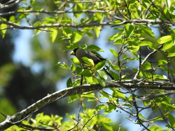 Japanese Grosbeak 岐阜県中津川市 Fri, 5/3/2024