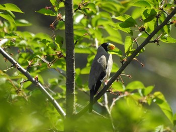 Japanese Grosbeak 岐阜県中津川市 Fri, 5/3/2024