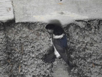 Asian House Martin 岐阜県中津川市 Fri, 5/3/2024