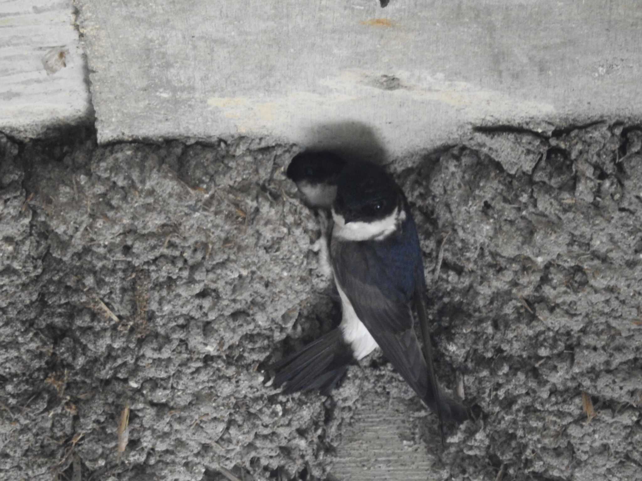 Photo of Asian House Martin at 岐阜県中津川市 by どらお