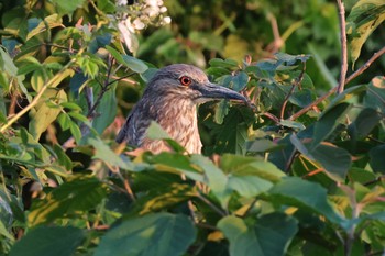 Black-crowned Night Heron 蟹江IC(東名阪自動車道) サギコロニー Fri, 5/3/2024