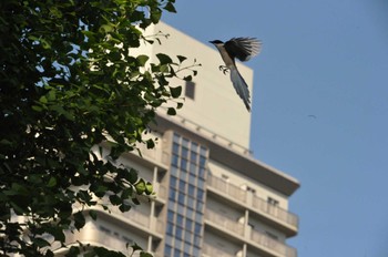 オナガ 千城台野鳥観察園 2024年5月3日(金)