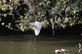 ゴイサギ 千城台野鳥観察園 2024年5月3日(金)