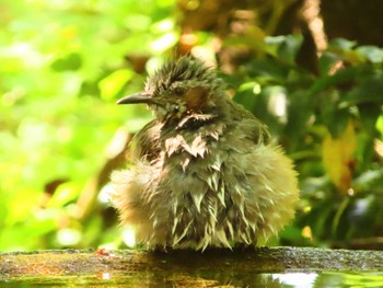 Brown-eared Bulbul 権現山(弘法山公園) Fri, 5/3/2024