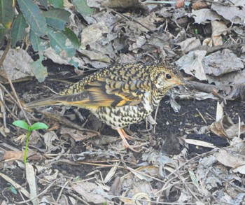 White's Thrush Unknown Spots Thu, 3/14/2024