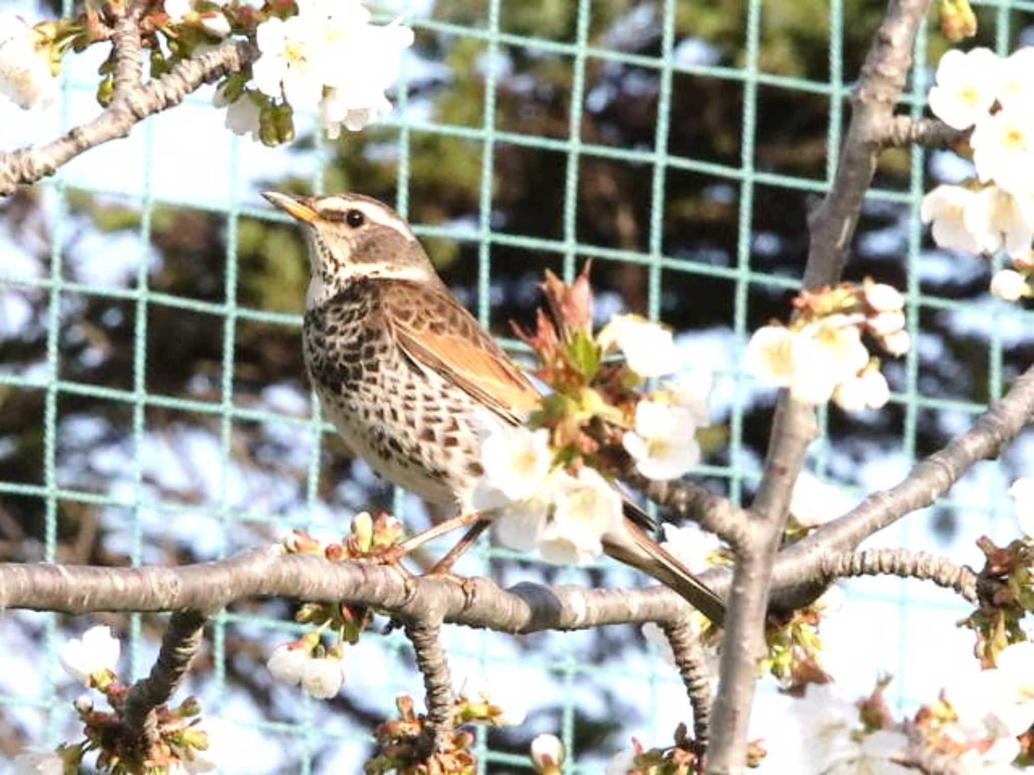 Photo of Dusky Thrush at  by キムドン