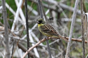 Masked Bunting 山梨県森林公園金川の森(山梨県笛吹市) Mon, 4/1/2024