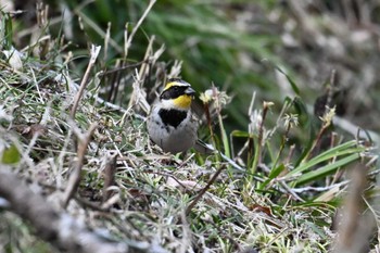 Yellow-throated Bunting 多摩森林科学園 Thu, 3/7/2024