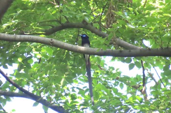 Black Paradise Flycatcher Shakujii Park Sat, 5/4/2024