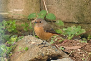 ジョウビタキ 習志野市 2019年1月2日(水)