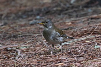 Pale Thrush 山梨県森林公園金川の森(山梨県笛吹市) Mon, 4/22/2024