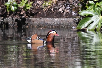 Mandarin Duck Shinjuku Gyoen National Garden Thu, 3/14/2024