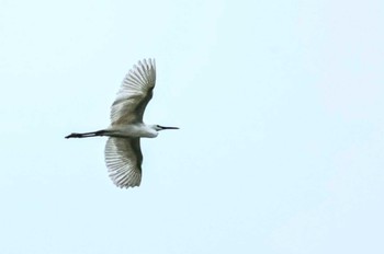 Medium Egret Unknown Spots Tue, 4/30/2024