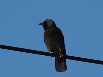 Daurian Jackdaw Unknown Spots Tue, 1/1/2019