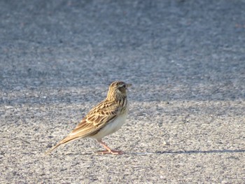 Eurasian Skylark Watarase Yusuichi (Wetland) Fri, 5/3/2024