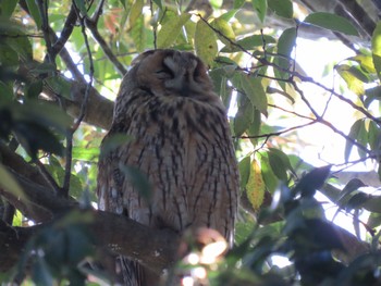 Long-eared Owl Watarase Yusuichi (Wetland) Fri, 5/3/2024