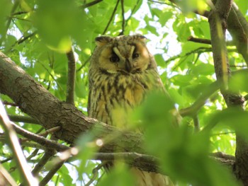Long-eared Owl Watarase Yusuichi (Wetland) Fri, 5/3/2024