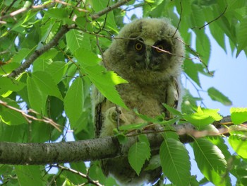 Long-eared Owl Watarase Yusuichi (Wetland) Fri, 5/3/2024